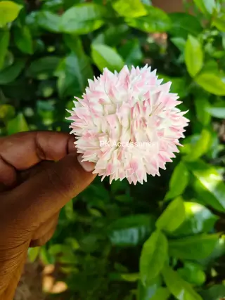 Foam Pink jathi alligator clip 