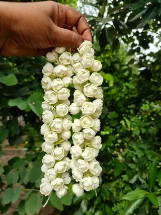 Light Jasmine string 