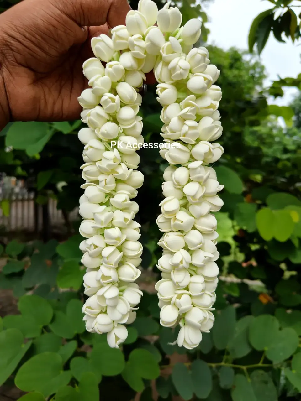 Semi bloomed jasmine 