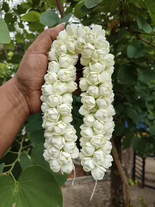Foam double layer jasmine